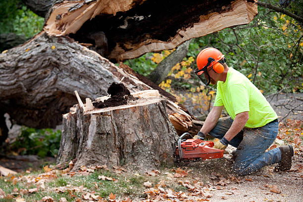 Best Tree Root Removal  in Hayden, ID